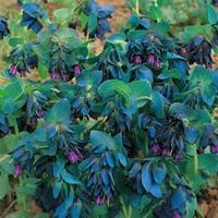 Cerinthe major \'Purpurascens\' - 1 packet (10 cerinthe seeds)