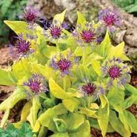 Centaurea \'Gold Bullion\' - 6 centaurea jumbo plug plants