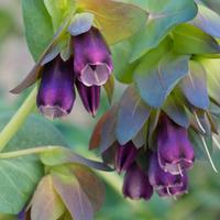 Cerinthe major \'Purpurascens\' (Large Plant) - 1 x 1 litre potted cerinthe plant