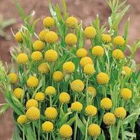 Cephalaphora aromatica - 1 packe...