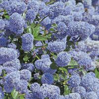 Ceanothus thyrsiflorus repens (Large Plant) - 2 x 3.5 litre potted ceanothus plants