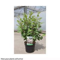 Ceanothus x pallidus \'Marie Simon\' (Large Plant) - 2 x 3.6 litre potted ceanothus plants