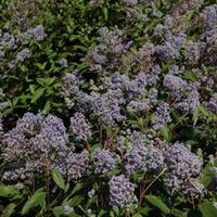 Ceanothus \'Marie Bleu\' (Large Plant) - 2 x 3.6 litre potted ceanothus plants