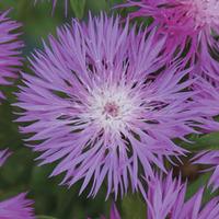 Centaurea dealbata (Large Plant) - 2 x 1 litre potted centaurea plants