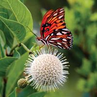 Cephalanthus \'Magical Moonlight\' (Large Plant) - 1 cephalanthus plant in 3 litre pot