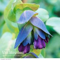 Cerinthe major \'Purpurascens\' (Large Plant) - 2 cerinthe plants in 1 litre pots