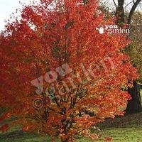 Celebration Maple Tree (Acer freemanii Celebration)