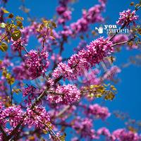 Cercis siliquastrum (Judas tree)