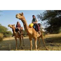 Chandigarh Private Day Trip from New Delhi Including Camel Ride