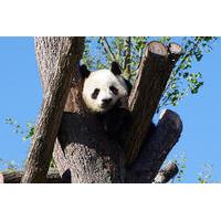 Chengdu Private Tour Of Giant Panda Breeding And Research Base and City Highlights With Lunch