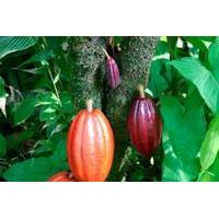 Chocolate Tour and Cahuita National Park from Limon