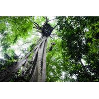 Chiang Mai Rainforest Canopy Zipline Adventure