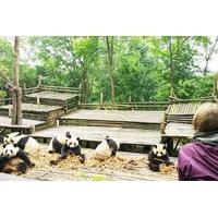 chengdu highlights small group day tour of the panda research base and ...