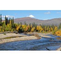 Chena River Guided Fishing Tour