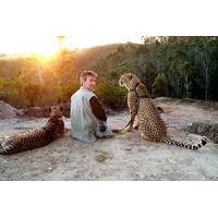 Cheetah Walk and Wild Cat Experience