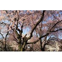 Cherry Blossoms Evening Cruise on Sumida River in Tokyo