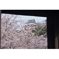 Cherry Blossom Day Trip to Wakayama Prefecture from Osaka