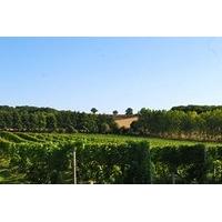 chilford hall vineyard tour and tasting with lunch for two in cambridg ...