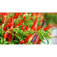 Chilli Grower Workshop for Two