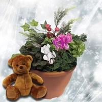Christmas Mix Winter 1 Pre Planted Container plus Teddy Bear