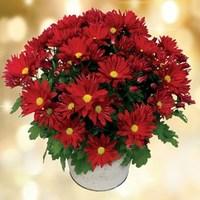 Chrysanthemum Plant