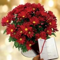 chrysanthemum plant plus diary