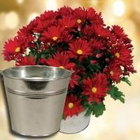 chrysanthemum plant with metal planter and tissue wrap