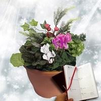Christmas Mix Winter 1 Pre Planted Container plus Diary
