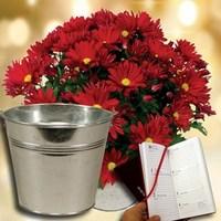 Chrysanthemum Plant with Red Metal Planter plus a 2017 Diary