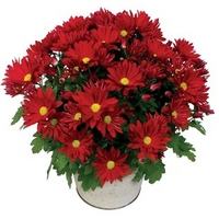 Chrysanthemum Plant