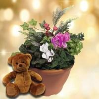 Christmas Mix Winter 2 Pre Planted Containers plus Teddy Bear