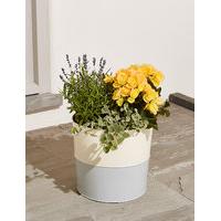Chelsea Planter
