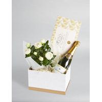 Champagne, Rose Plant & Swiss Chocolate Hamper