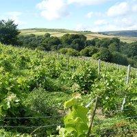chilford hall vineyard tour and tasting with lunch for two in cambridg ...