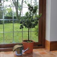 Chinotto Tree Gift