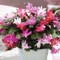 Christmas Cactus - Gift - 1 x Christmas Cactus (White)