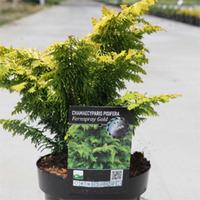 Chamaecyparis obtusa \'Fernspray Gold\' (Large Plant) - 1 x 7.5 litre potted chamaecyparis plant