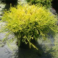 Chamaecyparis pisifera \'Filifera Aurea\' (Large Plant) - 1 x 7.5 litre potted chamaecyparis plant