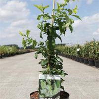 Chaenomeles speciosa \'Yukigoten\' (Large Plant) - 1 x 10 litre potted chaenomeles plant