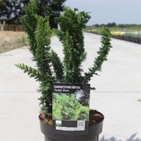 Chamaecyparis pisifera \'Teddy Bear\' (Large Plant) - 1 x 3 litre potted chamaecyparis plant