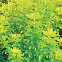 Choisya ternata \'Sundance\' (Large Plant) - 3 x 3.5 litre potted choisya plants