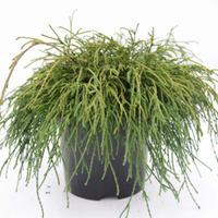 Chamaecyparis pisifera \'Filifera Nana\' (Large Plant) - 2 x 7.5 litre potted chamaecyparis plants