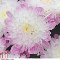 Chrysanthemum \'Improved Appleblossom\' - 5 chrysanthemum Postiplug plants