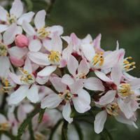 Choisya ternata \'Apple Blossom\' (Large Plant) - 1 x 10 litre potted choisya plant