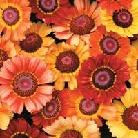 chrysanthemum carinatum sunset 1 packet 200 chrysanthemum seeds