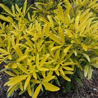 Choisya x dewitteana \'Aztec Gold\' (Large Plant) - 1 x 3.6 litre potted choisya plant
