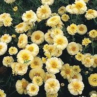 chrysanthemum coronarium primrose gem 1 packet 100 chrysanthemum seeds