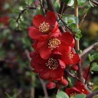 chaenomeles x superba elly mossel large plant 1 x 35 litre potted plan ...