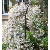 cherry iford flowering 1 x 12m bare root cherry tree