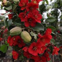 chaenomeles x superba fascination large plant 2 x 10 litre potted chae ...